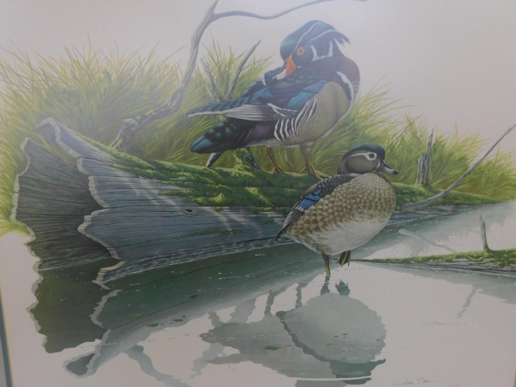 Signed Print - Richard Sloan - "Wood Duck" - 31.5" x 36.5" - 2