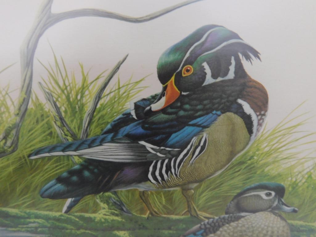 Signed Print - Richard Sloan - "Wood Duck" - 31.5" x 36.5" - 3