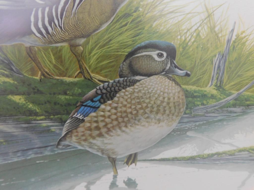 Signed Print - Richard Sloan - "Wood Duck" - 31.5" x 36.5" - 4