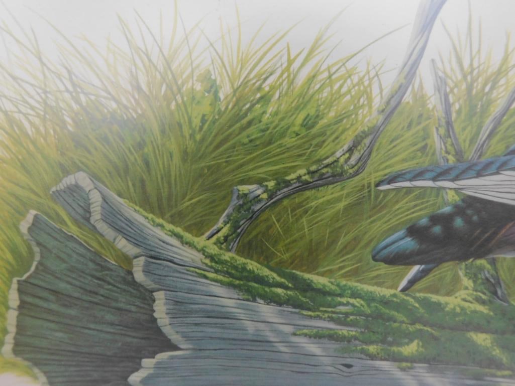 Signed Print - Richard Sloan - "Wood Duck" - 31.5" x 36.5" - 5