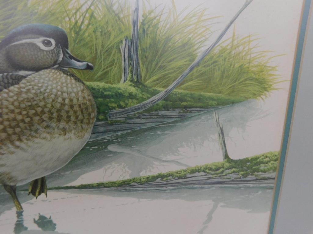 Signed Print - Richard Sloan - "Wood Duck" - 31.5" x 36.5" - 6