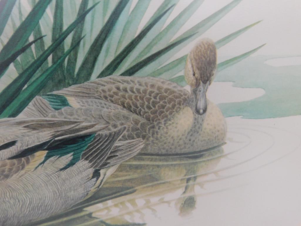 Signed Print - Richard Sloan - "Green Winged Teal" - 31.5" x 36.5" - 4
