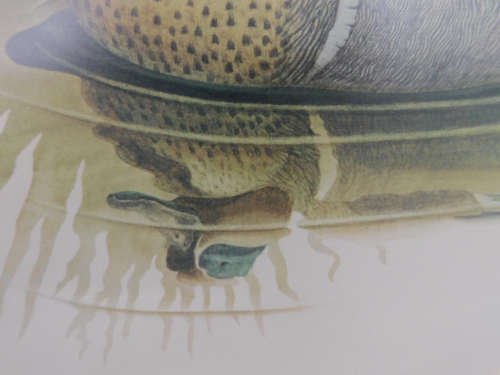 Signed Print - Richard Sloan - "Green Winged Teal" - 31.5" x 36.5" - 6