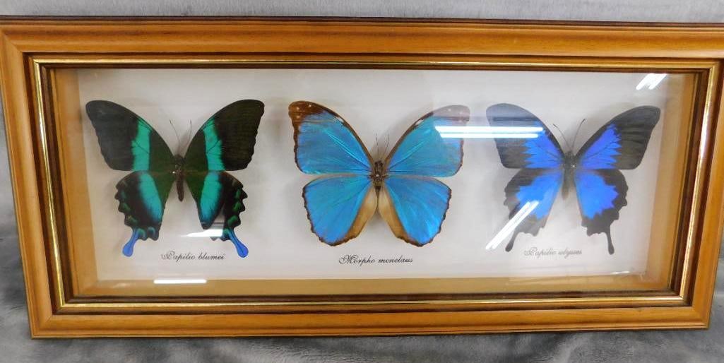 Group of 3 Mounted Butterflies Behind Glass - 7.5" x 17.5": See Photos For Condition and Details