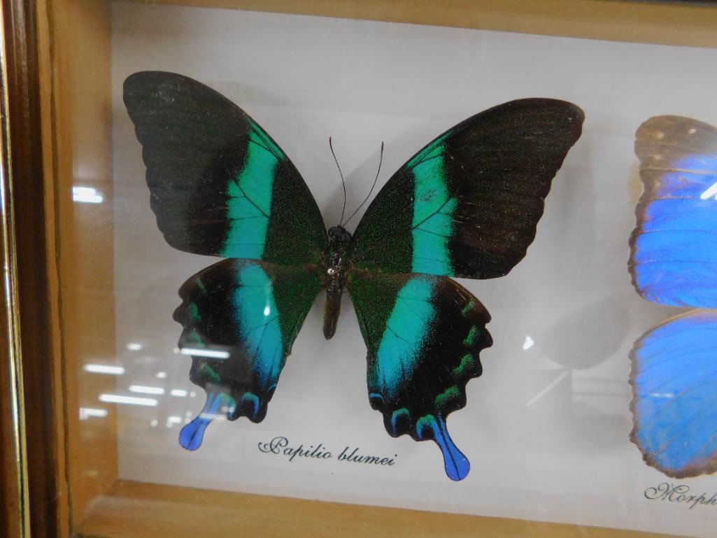 Group of 3 Mounted Butterflies Behind Glass - 7.5" x 17.5" - 2