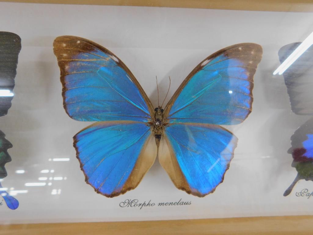 Group of 3 Mounted Butterflies Behind Glass - 7.5" x 17.5" - 3