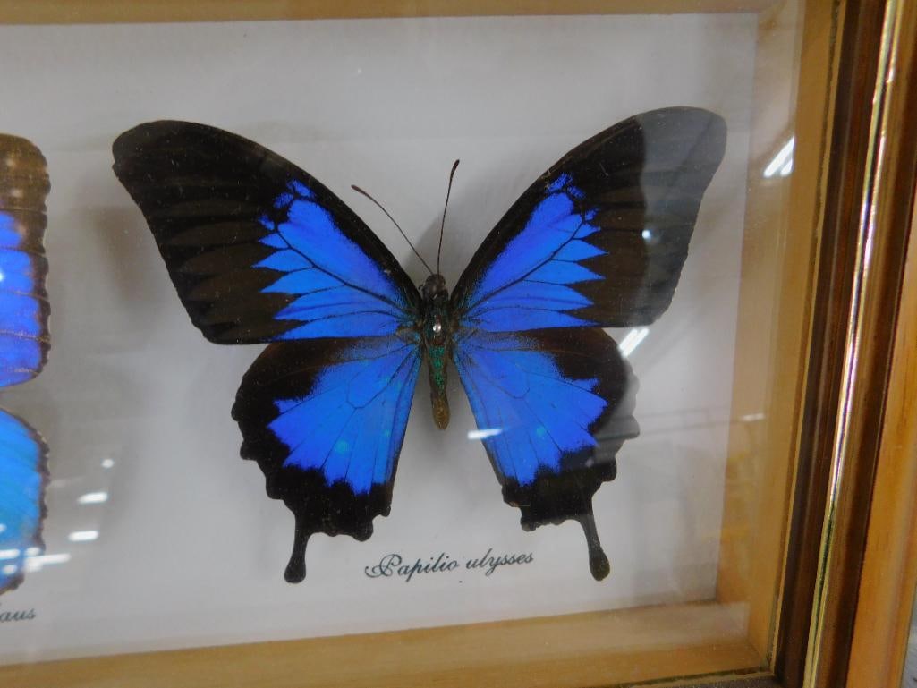 Group of 3 Mounted Butterflies Behind Glass - 7.5" x 17.5" - 4