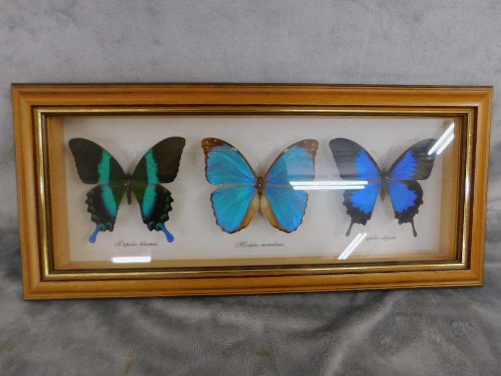 Group of 3 Mounted Butterflies Behind Glass - 7.5" x 17.5" - 5