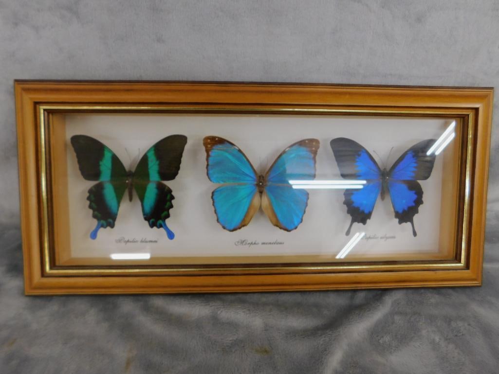 Group of 3 Mounted Butterflies Behind Glass - 7.5" x 17.5" - 6