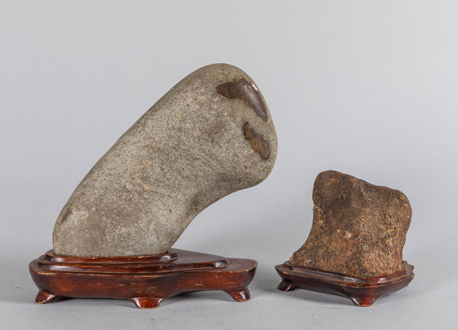 Collectable Decorated Dinosaur Fossil with Stands (1 of 8)