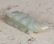 Chinese old carved jade toggle - 4