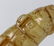 Chinese Old Carved Jade Toggles - 8