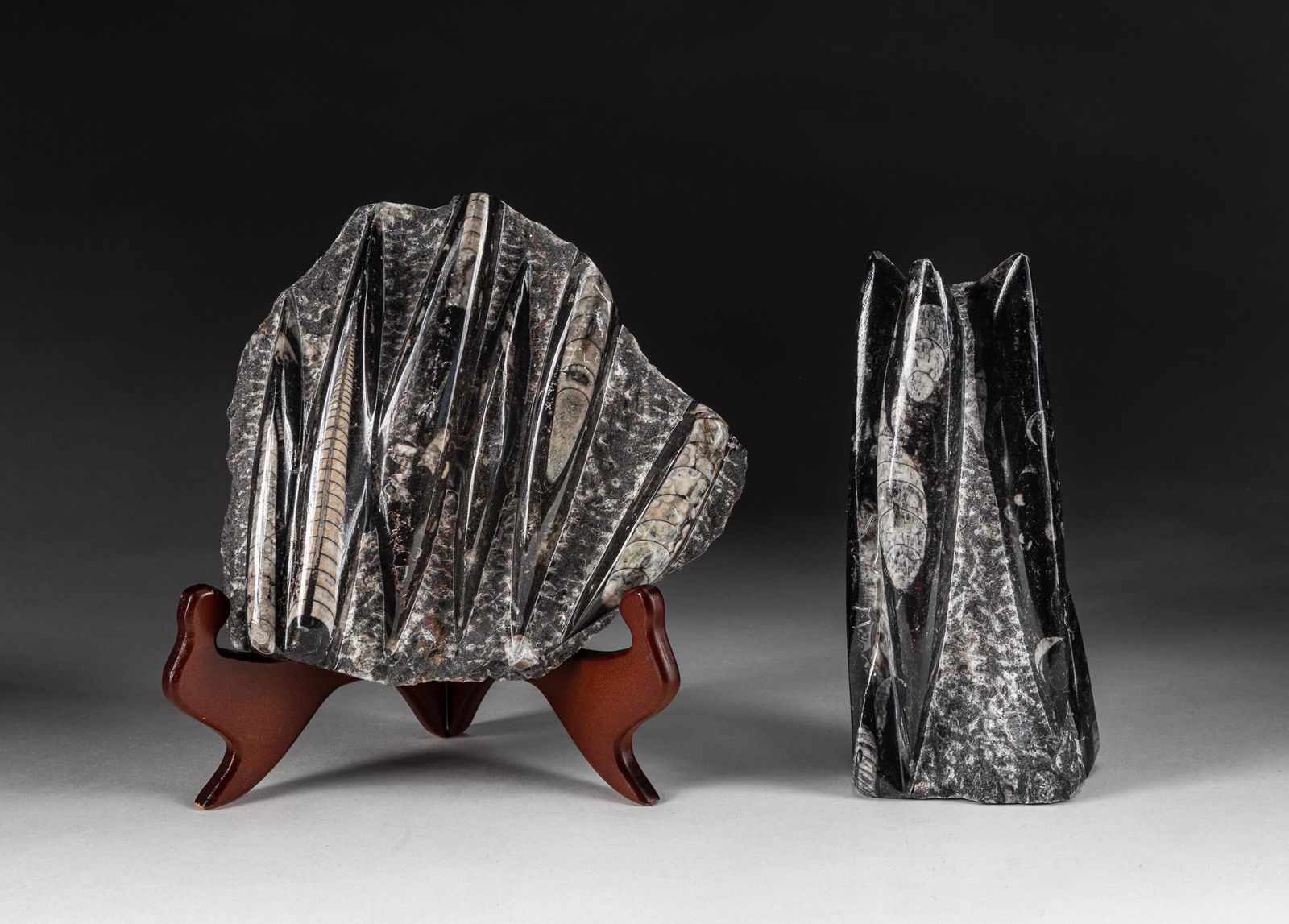 Set of Fine Orthoceras Fossil Sculptures (1 of 8)