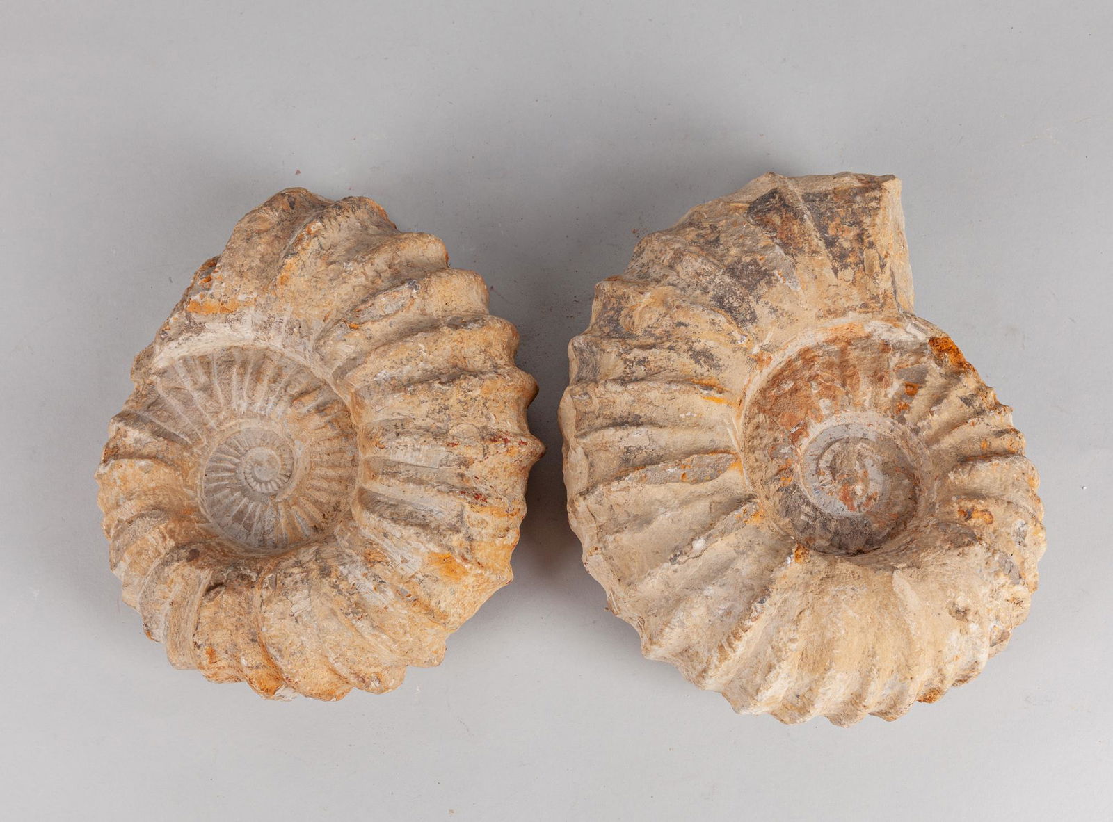 Set of Two Large Ammonite Fossil Sculptures (1 of 8)