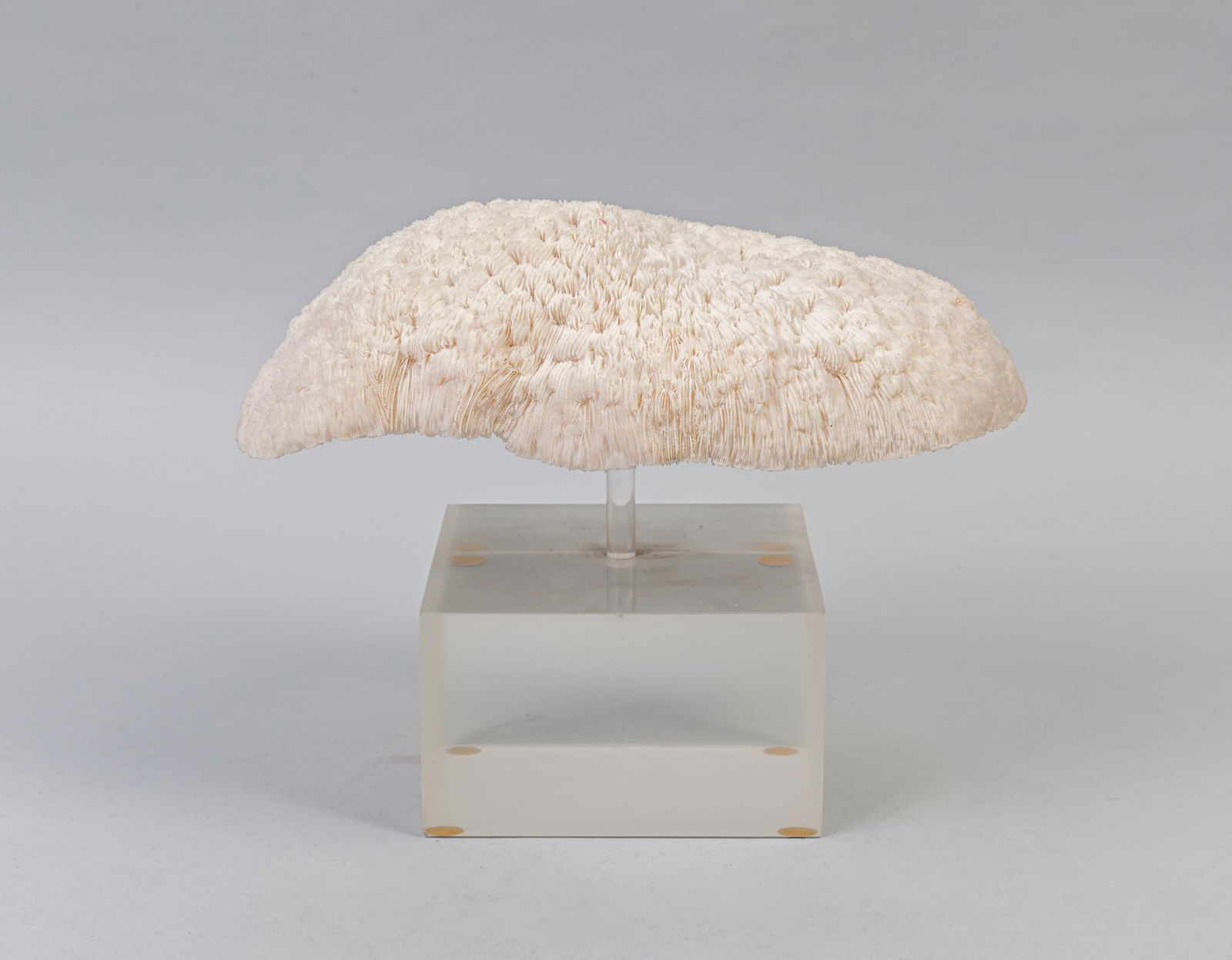 Designed Fossil Table Sculpture with Acrylic Stand (1 of 9)