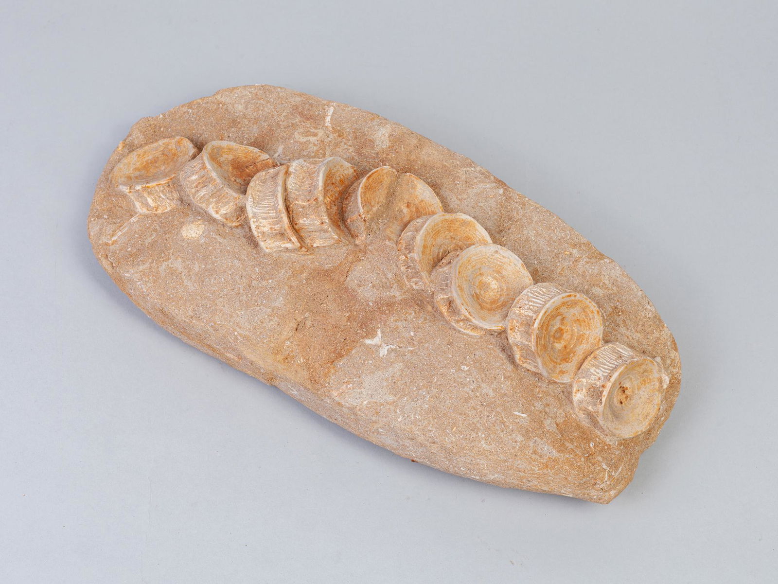 Fine Fossilized Dinosaur Vertebral (1 of 10)