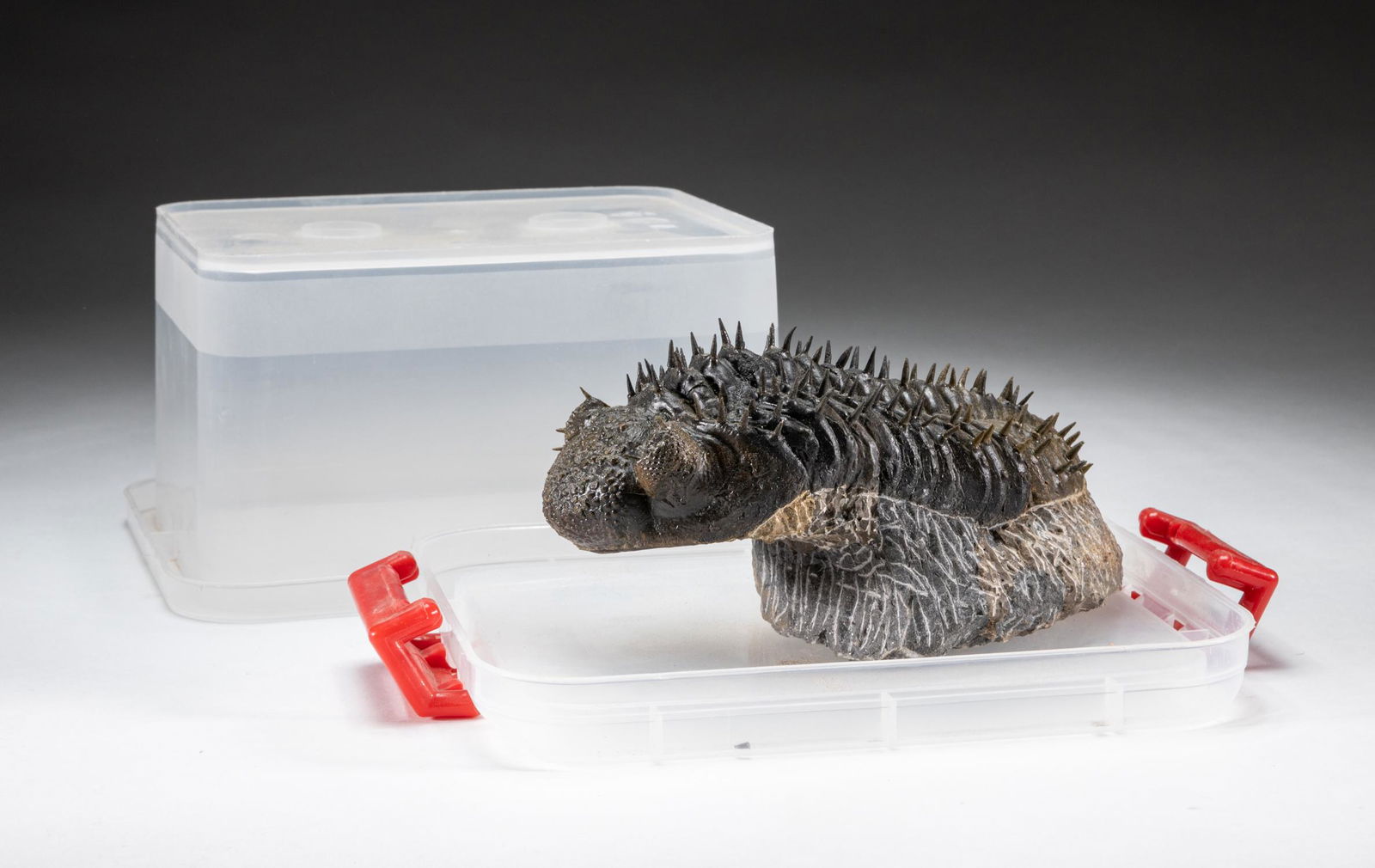 Collectible Lg Trilobites Fossil Table Sculpture (1 of 7)