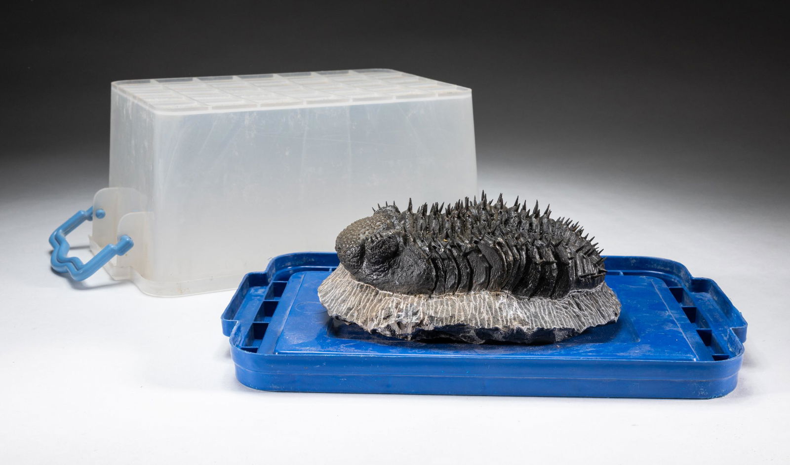 Collectible Lg Trilobites Fossil Table Sculpture (1 of 8)