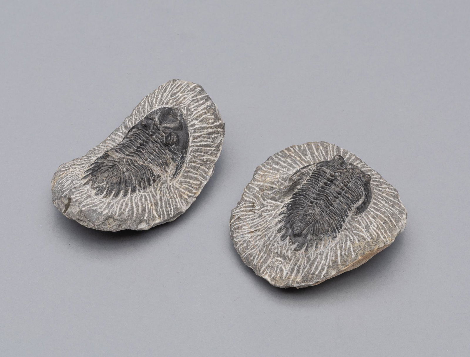 Collectible Two Large Trilobite Fossil Sculptures (1 of 10)