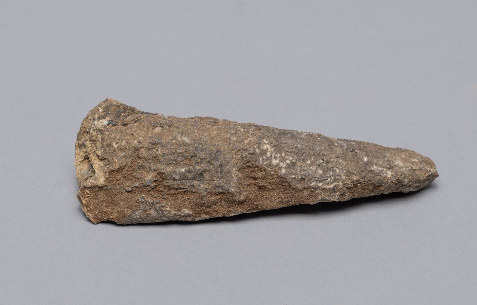 Fine Fossilized Dinosaur Tooth, T-Rex: Fossilized dinosaur tooth of Tyrannosaurus rex (often called T.rex), T.rex is a member of the Tyrannosauroidea family of huge predatory dinosaurs with small arms and two-fingered hands. 5.8*2*1inch.