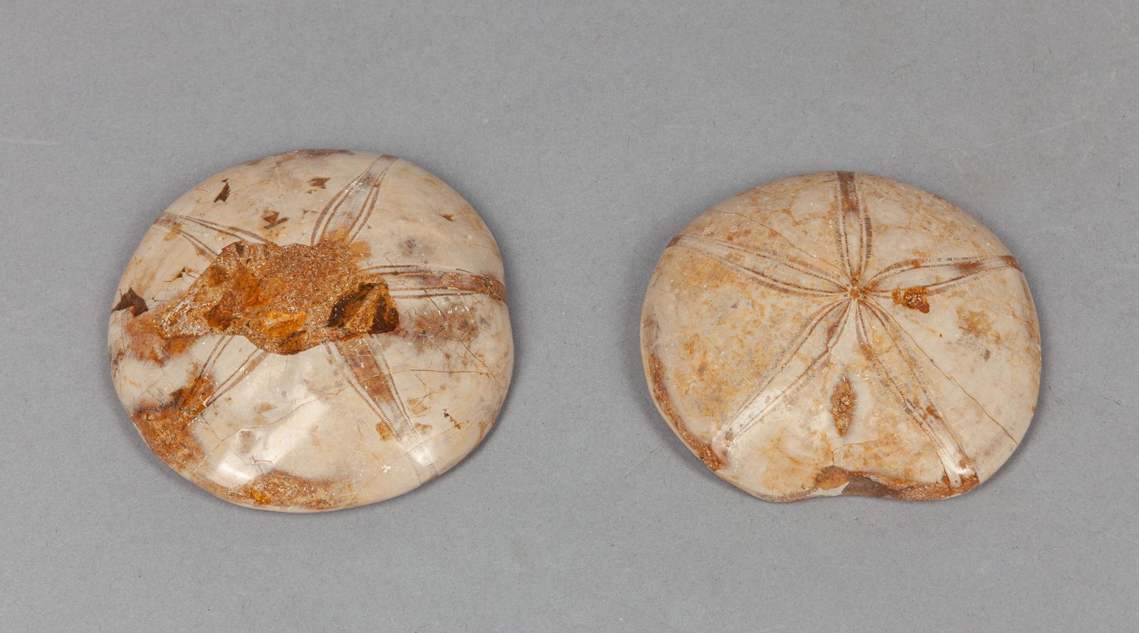 Two Collectible Fossilized Sea Urchin Jurassic Table (1 of 11)