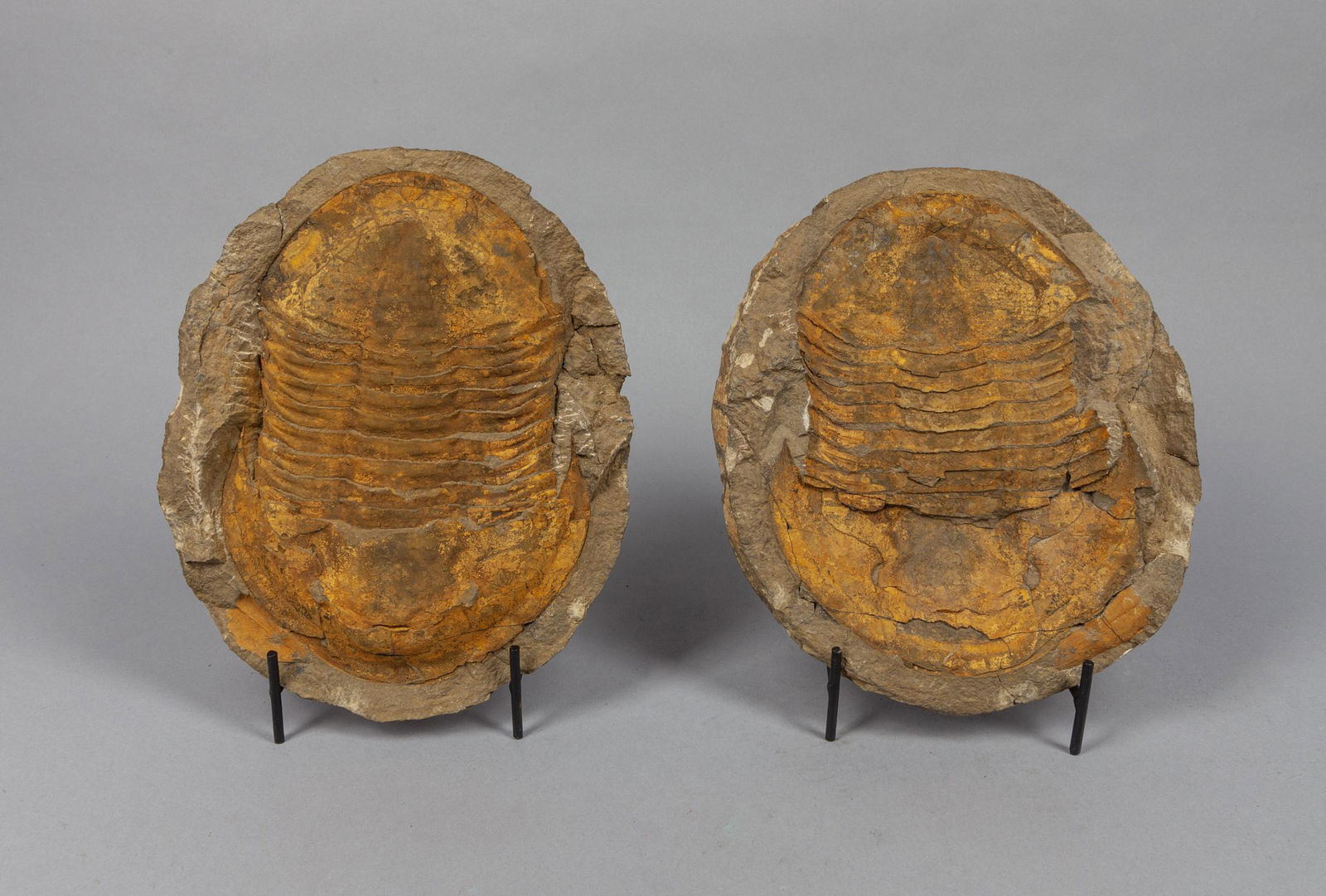 Large Ammonite Fossil Sculpture (1 of 11)