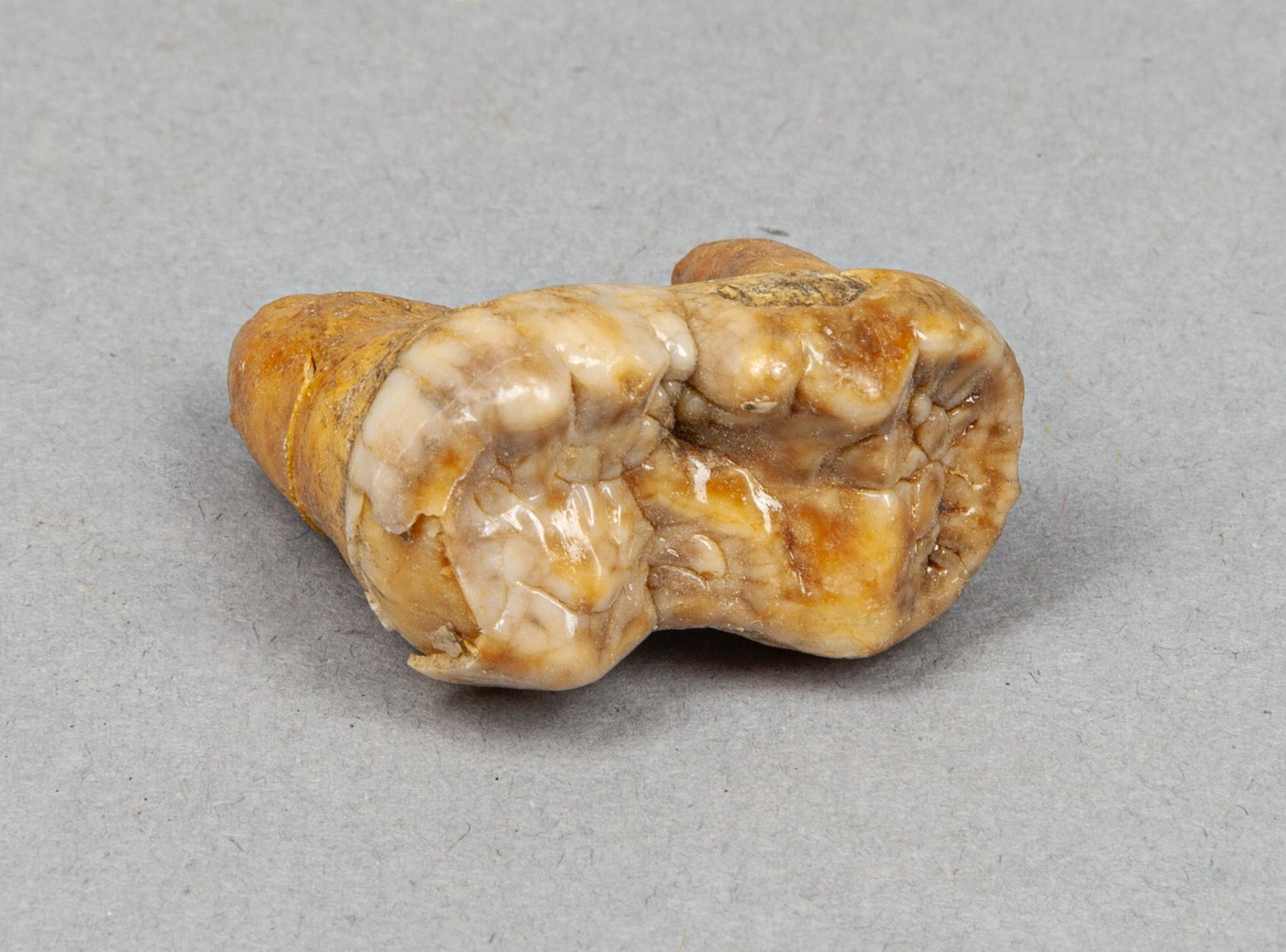Collectible Fossil Pleistocene Cave Bear Tooth: Collectible fossil of Pleistocene period cave bear tooth, cave bear (ursus spelaeus) was a species of bear that lived in Europe and Asia during the Pleistocene period and became extinct about 24,000 y