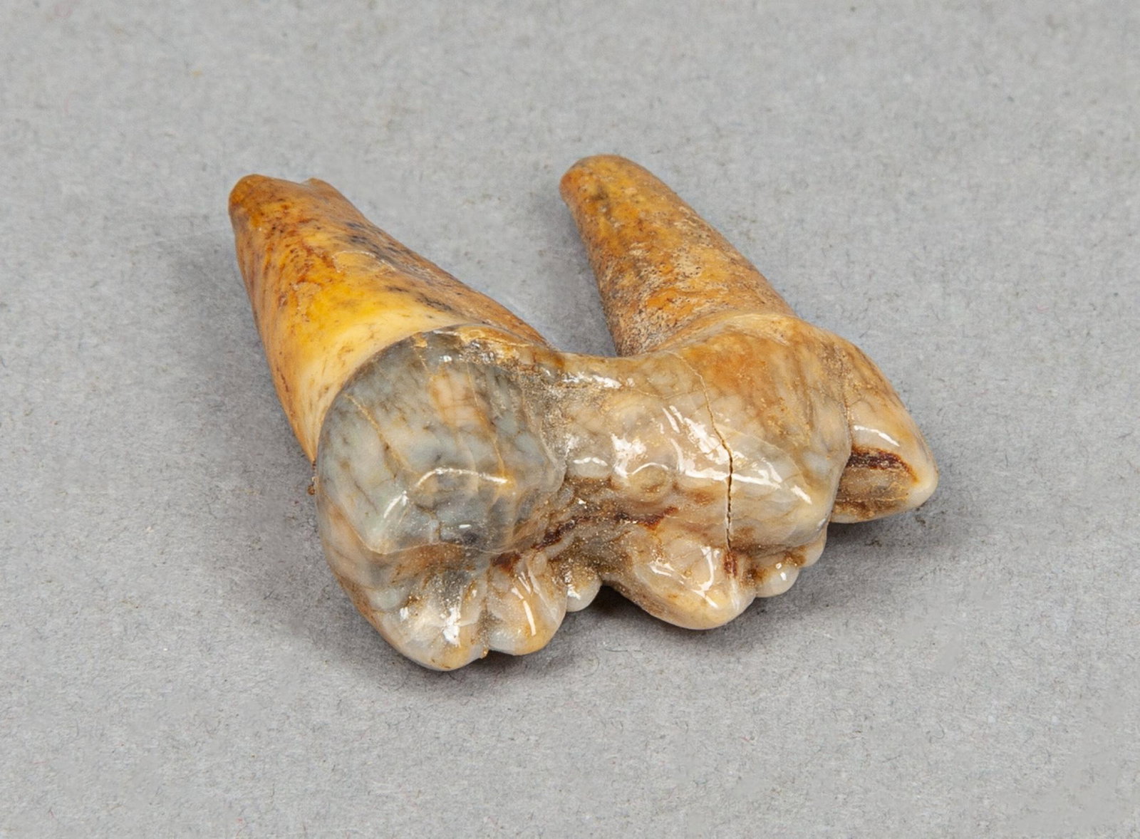 Collectible Fossil Pleistocene Cave Bear Tooth: Collectible fossil of Pleistocene period cave bear tooth, cave bear (ursus spelaeus) was a species of bear that lived in Europe and Asia during the Pleistocene period and became extinct about 24,000 y