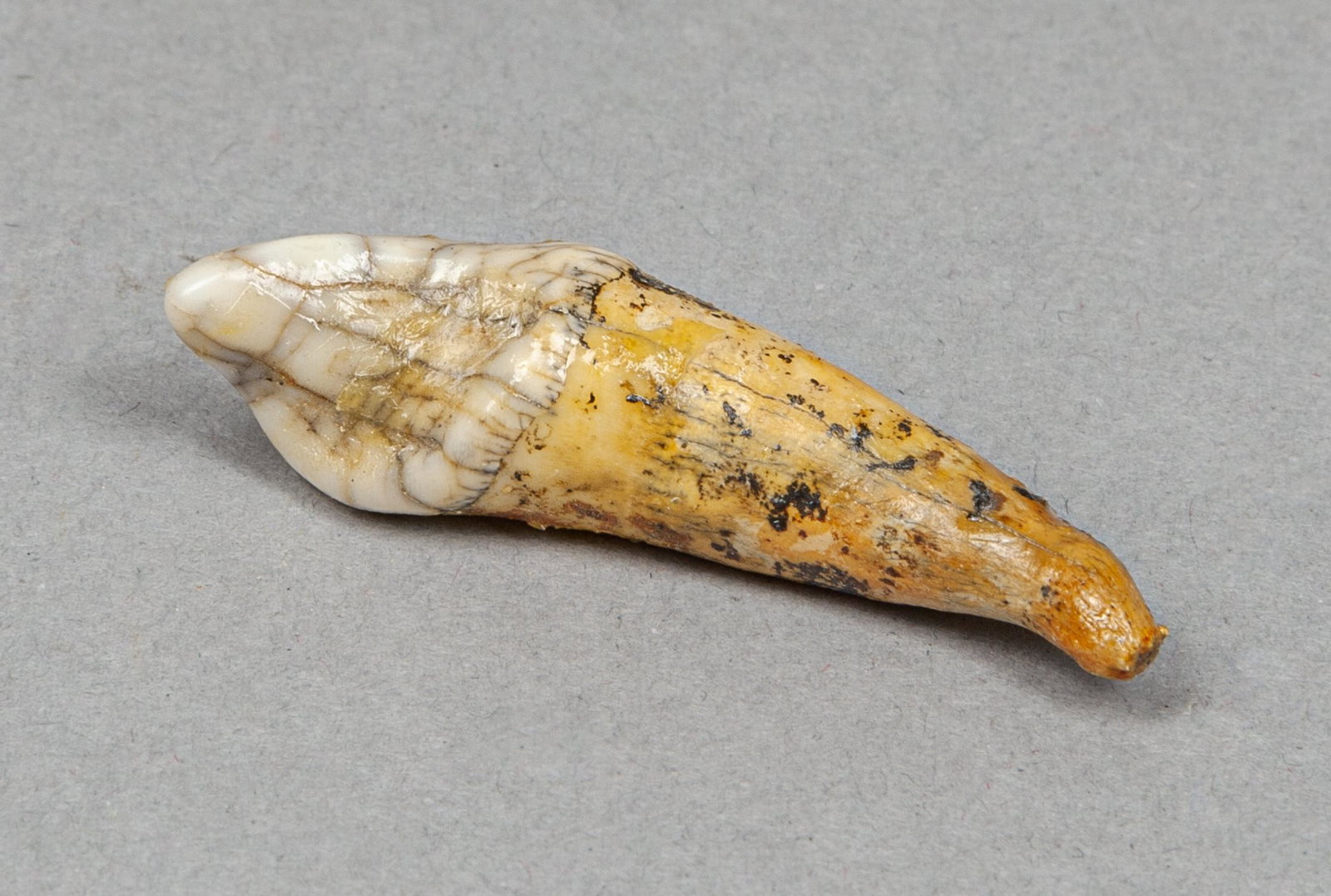 Collectible Fossil Pleistocene Cave Bear Tooth: Collectible fossil of Pleistocene period cave bear tooth, cave bear (ursus spelaeus) was a species of bear that lived in Europe and Asia during the Pleistocene period and became extinct about 24,000 y