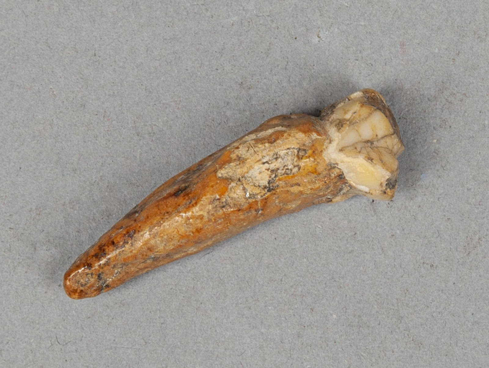 Collectible Fossil Pleistocene Cave Bear Tooth: Collectible fossil of Pleistocene period cave bear tooth, cave bear (ursus spelaeus) was a species of bear that lived in Europe and Asia during the Pleistocene period and became extinct about 24,000 y