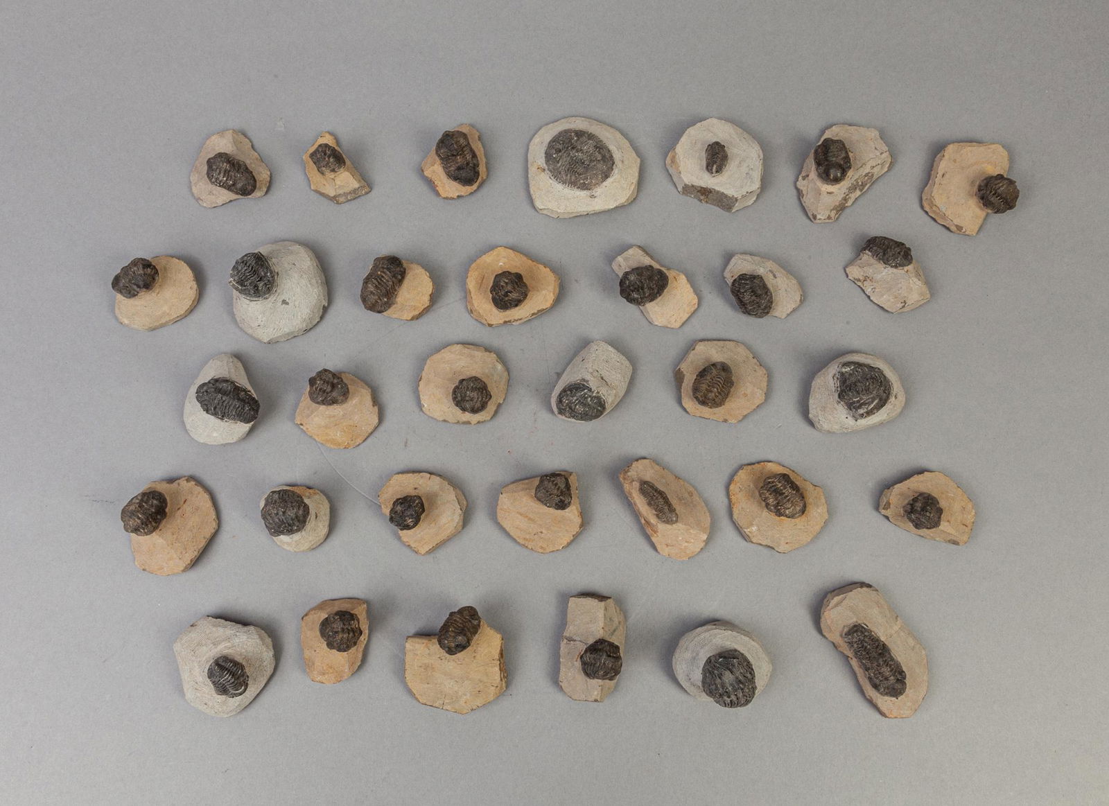 Collectible Large Group Trilobite Fossil Sculptures (1 of 11)