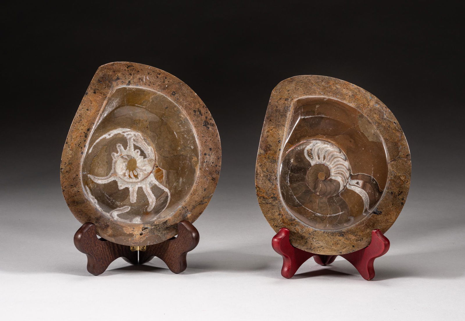 Pair Ammonite Fossil Table Sculptures (1 of 11)