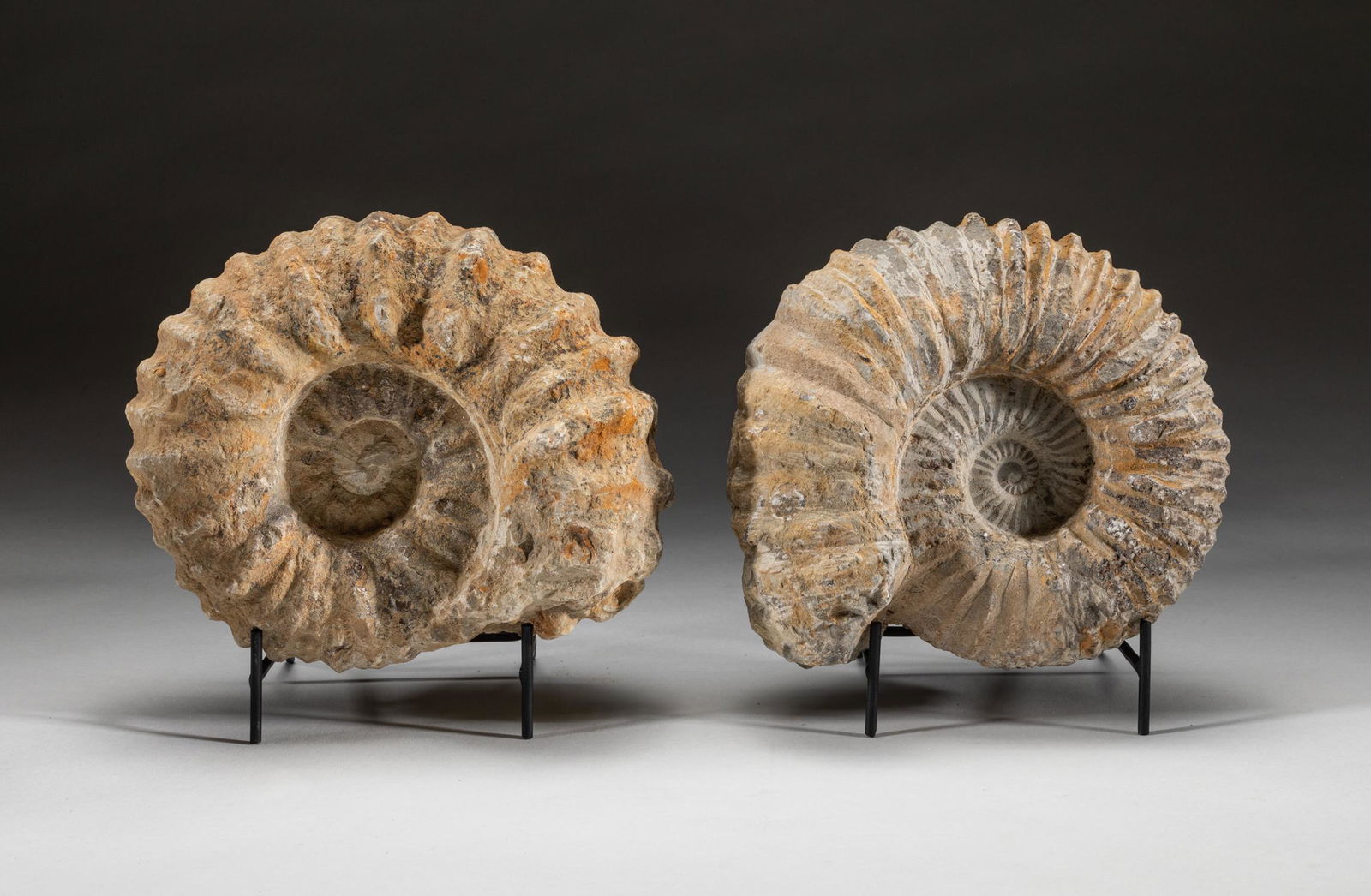 Pair Fossil Ammonite Table Sculptures (1 of 12)