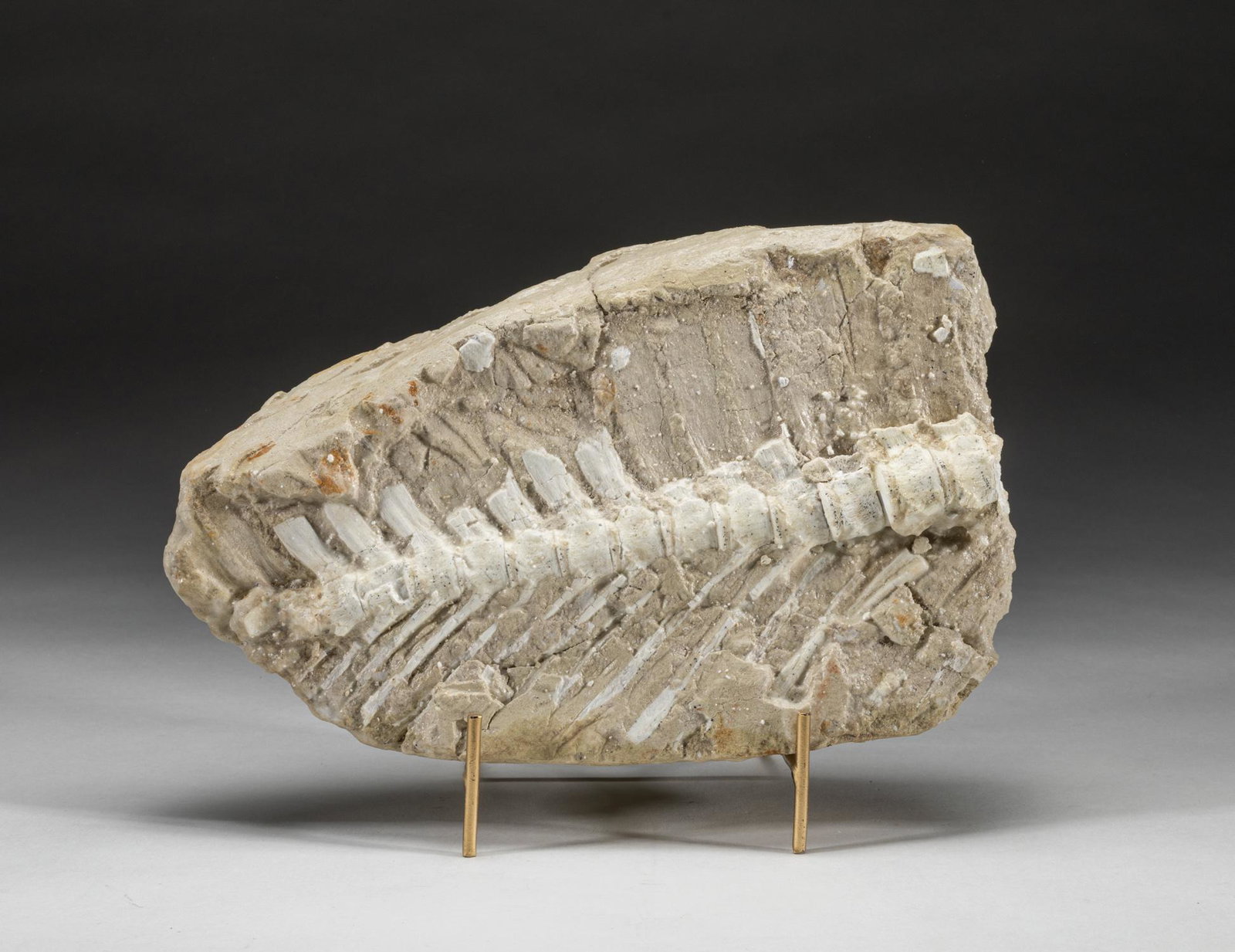 Collectible Polished Art Fossil Table Sculpture: Large collectible polished bone type fossil table sculpture, in beige and white tone, with metal stand. 10.5*6.2*2inch (without stand). The Estate of the Hollywood, CA, 2021.