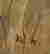 item-107403287=3