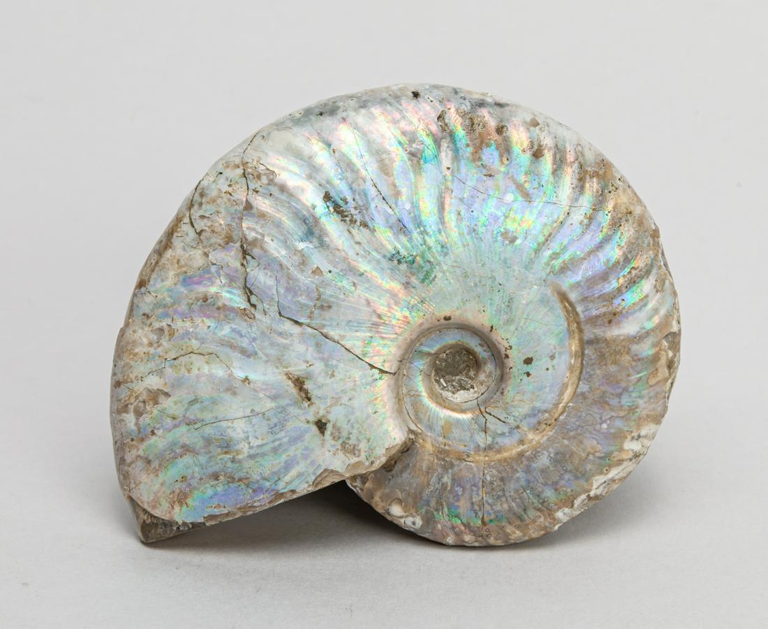 Rare Ammonite Fossil Table Sculpture (1 of 9)