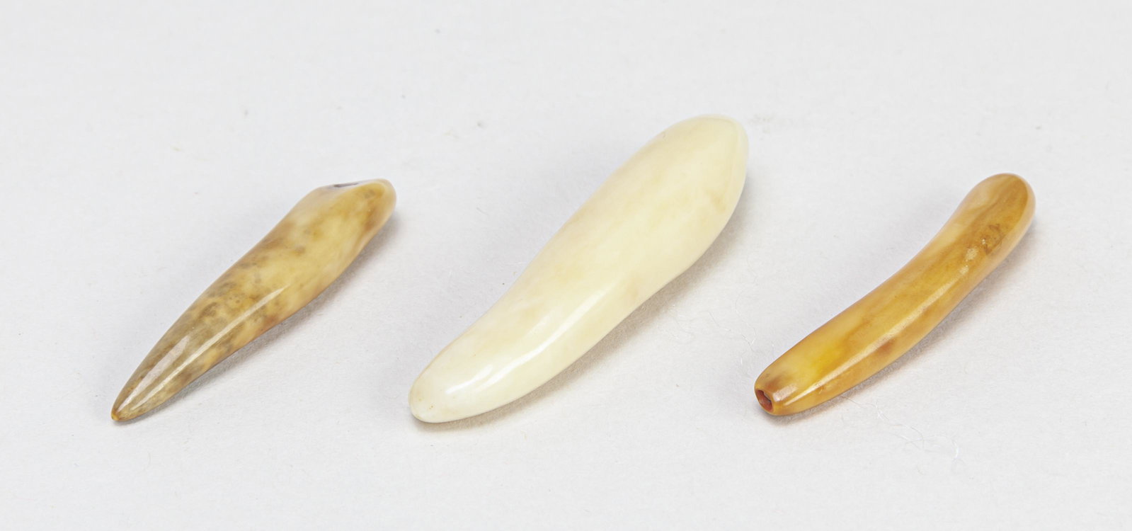 Collectible Fossilized Sabertooth Tig Teeth: Group of three polished sabertooth tig teeth fossilized sculptures, saber-toothed tig is an extinct group of predatory mammals that are characterized by long curved saber-shaped cannons teeth which pr