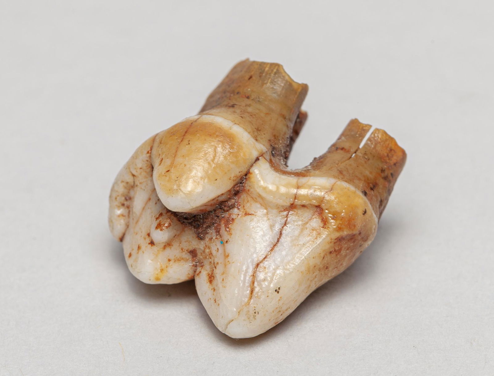 Collectible Cave Bear Fossil Tooth: Rare cave bear tooth fossil, cave bear (ursus spelaeus) was a prehistoric species of bear that lived in Europe and Asia during the Pleistocene and became extinct about 24,000 years ago. 0.85inch L, 0.