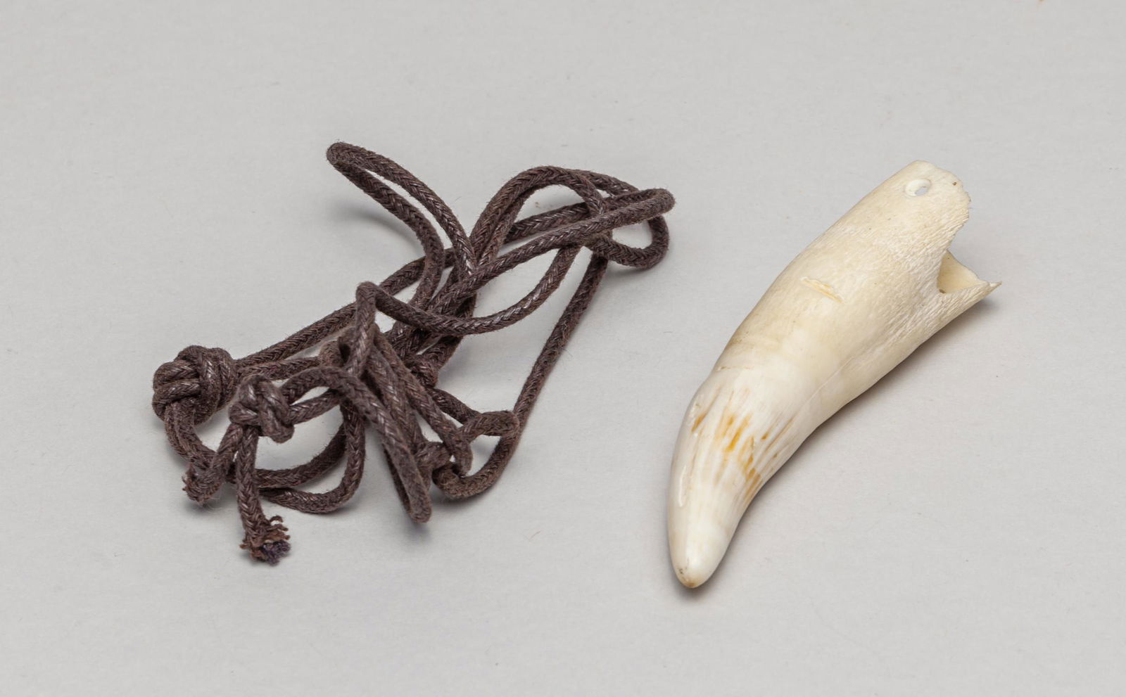 Collectible Fossil Tiger Tooth: Rare tiger tooth fossil, the top pierced with holes. 2.8inch L, 0.8inch W.