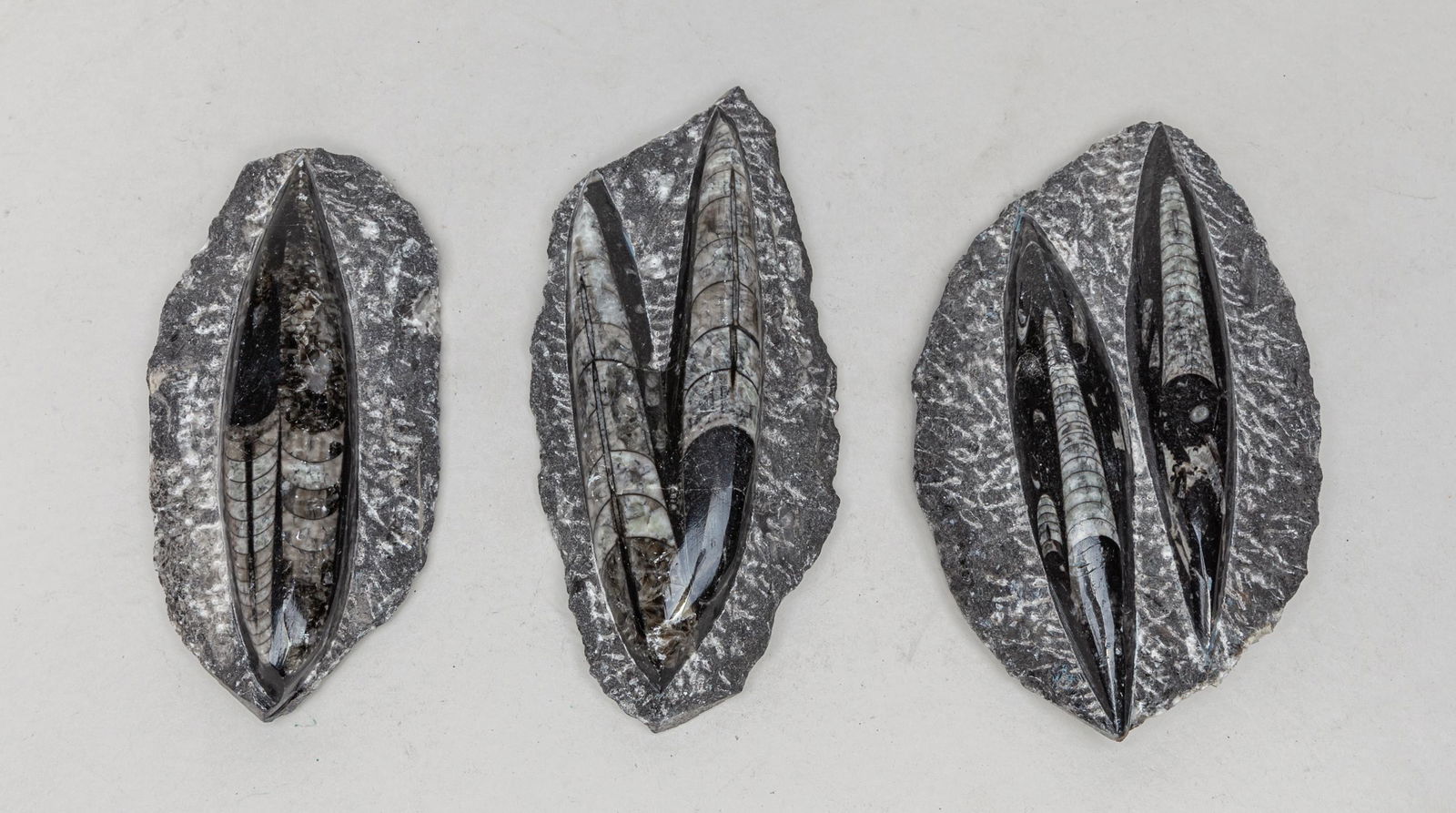 Collectible Fossil Table Sculptures (1 of 12)