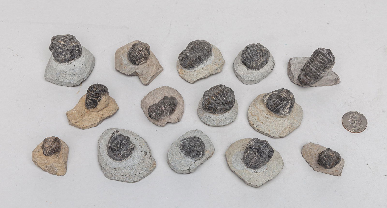 Large Group Fossilized Trilobite Collections (1 of 11)