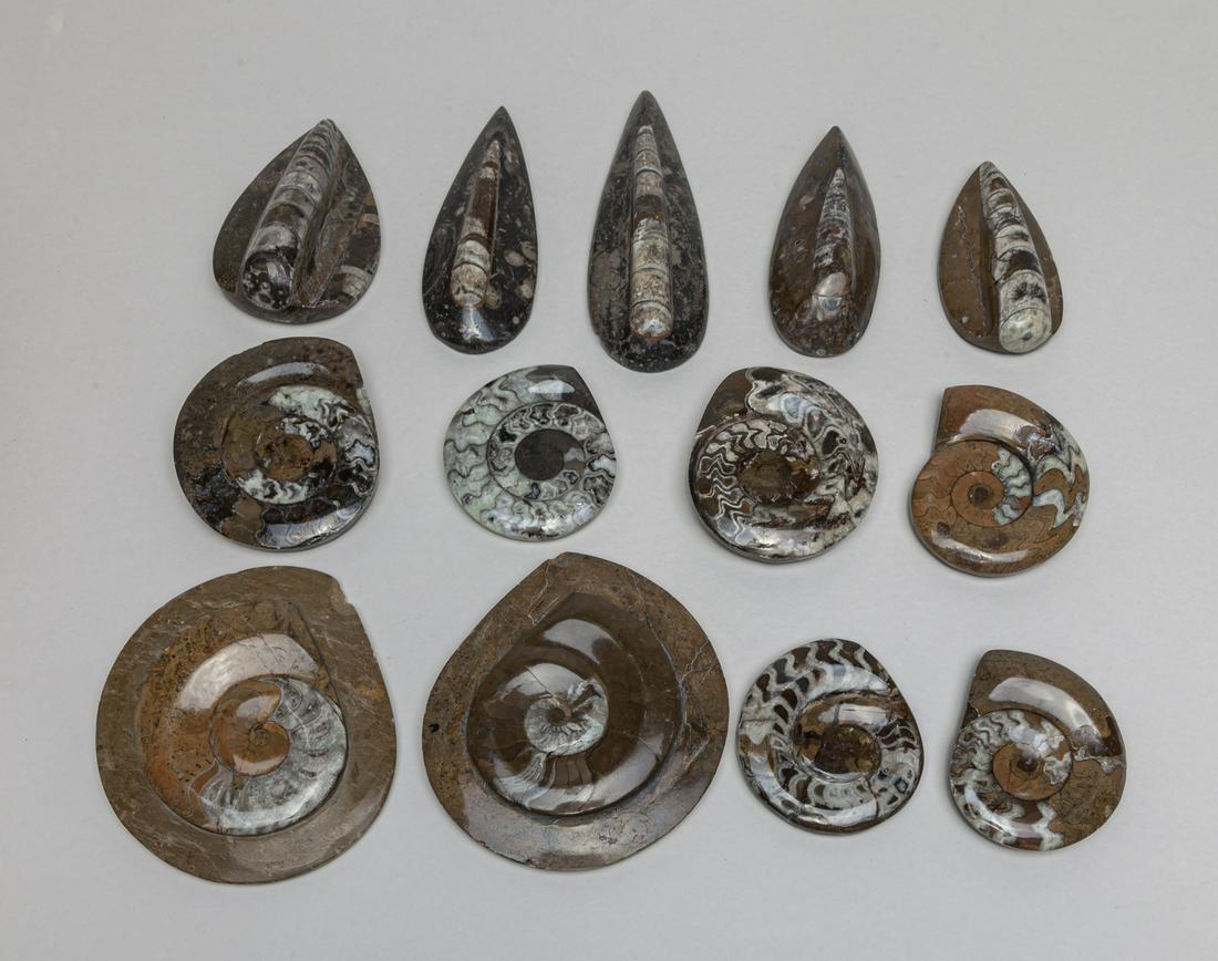 Collectible Fossilized Ammonite Sculptures (1 of 14)