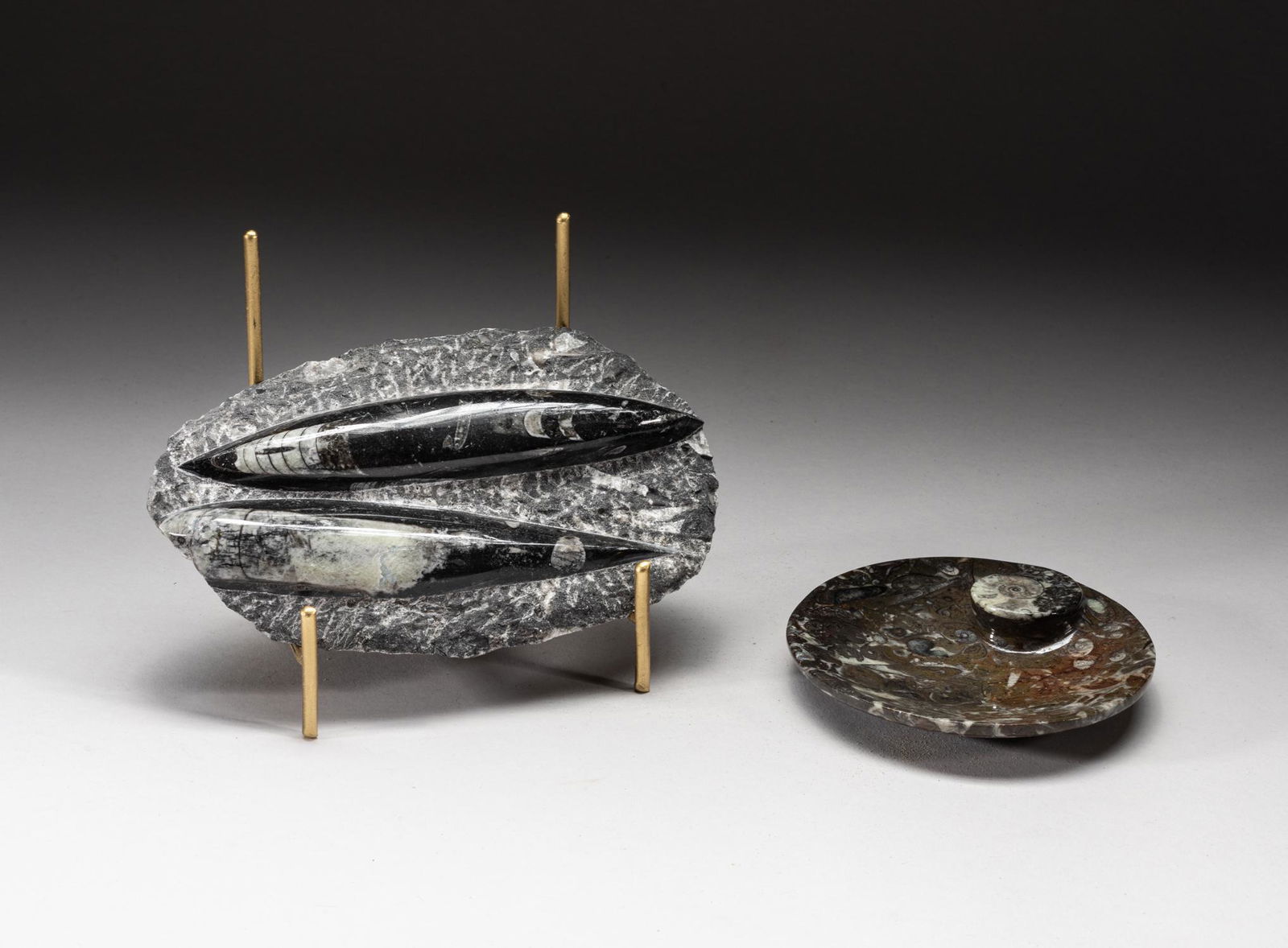 Designed Fossilized Ammonite Sculptures (1 of 9)