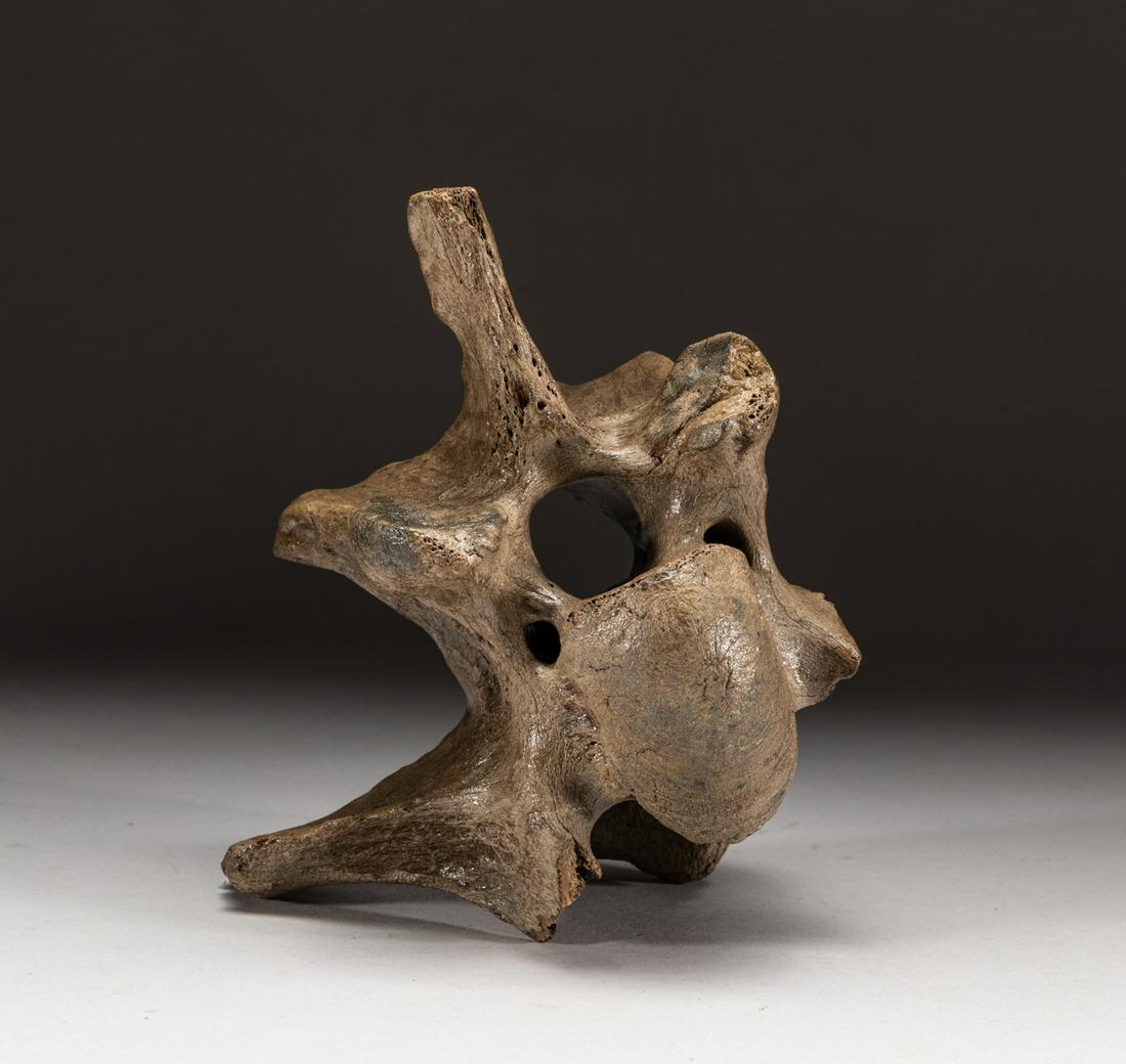 Collectible T-rex Dinosaur Fossil: Collectible T-Rex (tyrannosaurus rex) dinosaur fossilized bone sculpture, T-Rex is one of the largest dinosaurs to have walked the earth, lived about 70 million years ago in what is now North America.