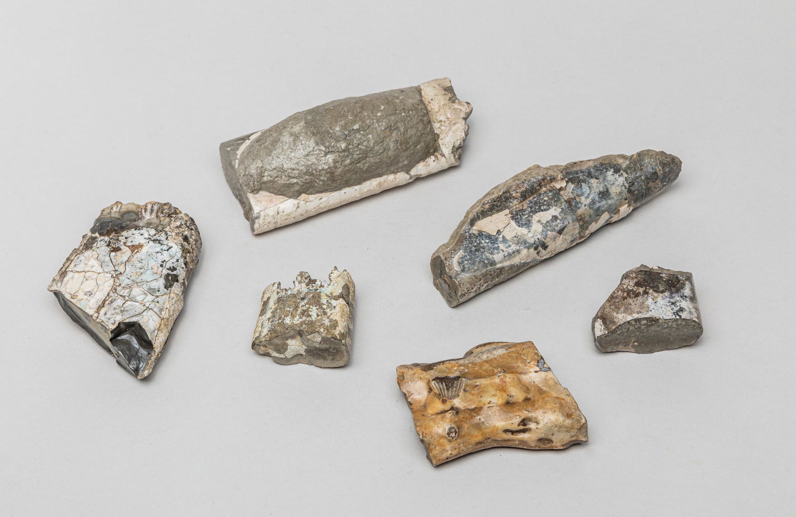 Opalized Iridescent Baculite Chalodop Fossils (1 of 11)