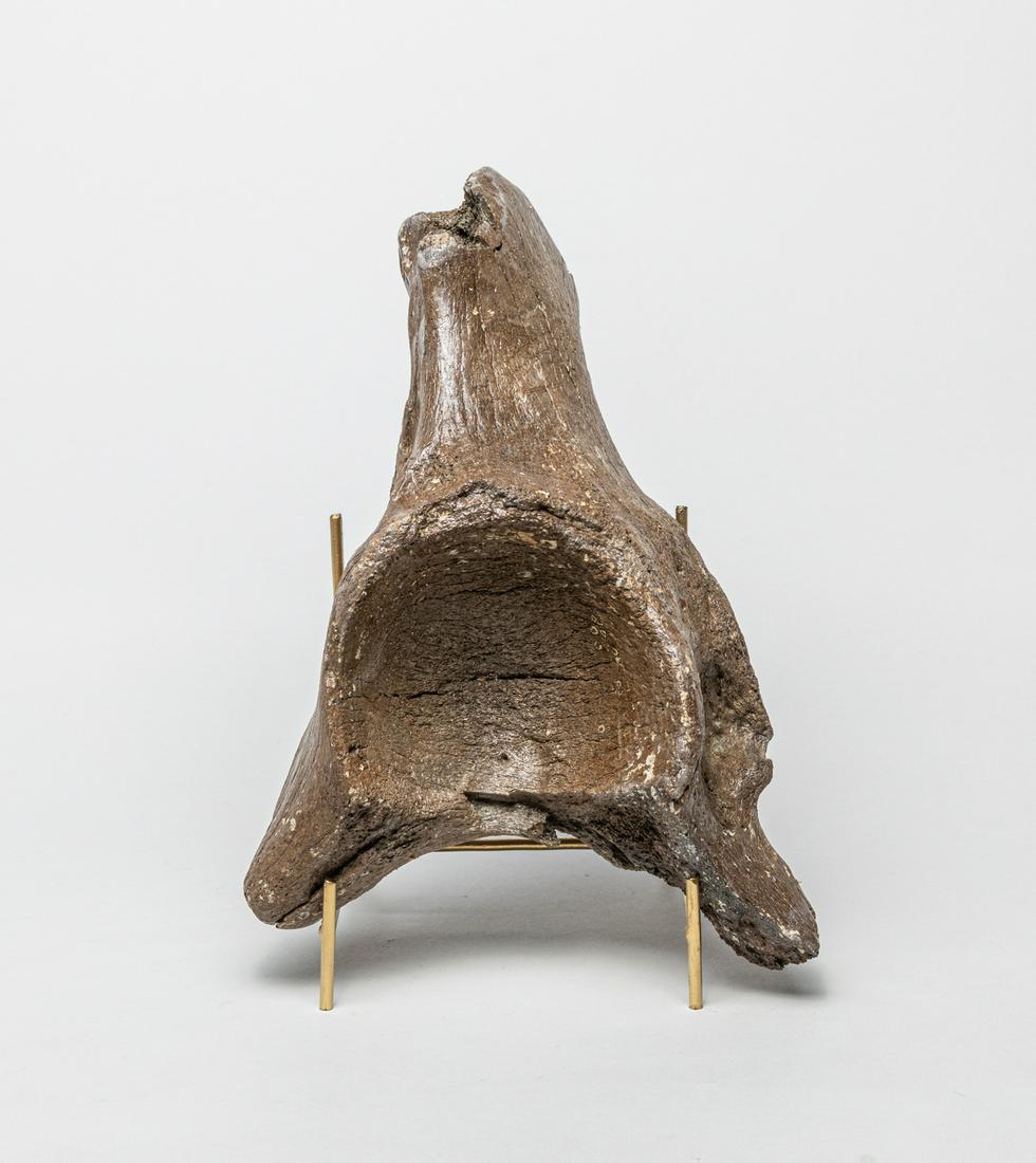 Large T-rex Fossilized Bone sculpture: Rare large T-Rex bone fossil sculpture with stand, T-Rex (tyrannosaurus rex) is one of the largest dinosaurs to have walked the earth, lived about 70 million years ago in what is now North America. 10