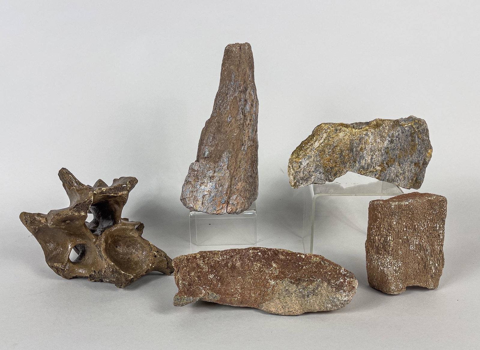 Rare Fossilized T-rex Bone: Including four fossilized triceratops dinosaurs bones and one fossilized tyrannosaurus rex dinosaur vertebra sculpture, triceratops is an extinct genus of herbivorous chasmosaurine ceratopsid dinosaur