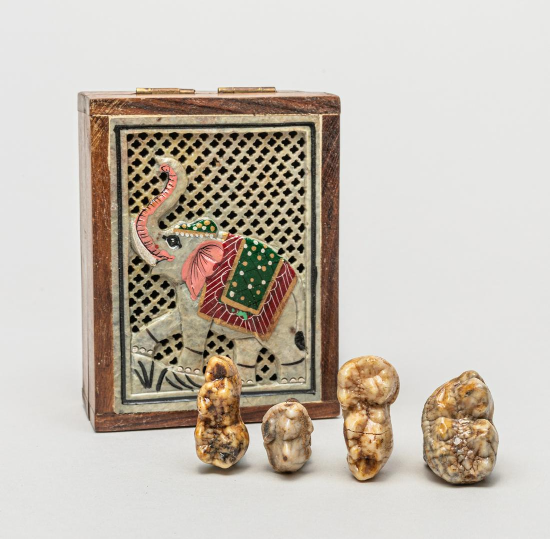 Group Rare Fossil Cave Bear Teeth: Group of four collectible fossilized cave bear teeth, cave bear (ursus spelaeus) was a species of bear that lived in Europe and Asia during the Pleistocene period and became extinct about 24,000 years