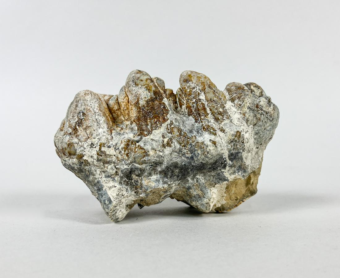 Collectible Large Dinosaur Tooth Fossil: Collectible large dinosaur tooth fossil sculpture. Approx. 5.1inch L, 2.3inch W, 3.3inch H.