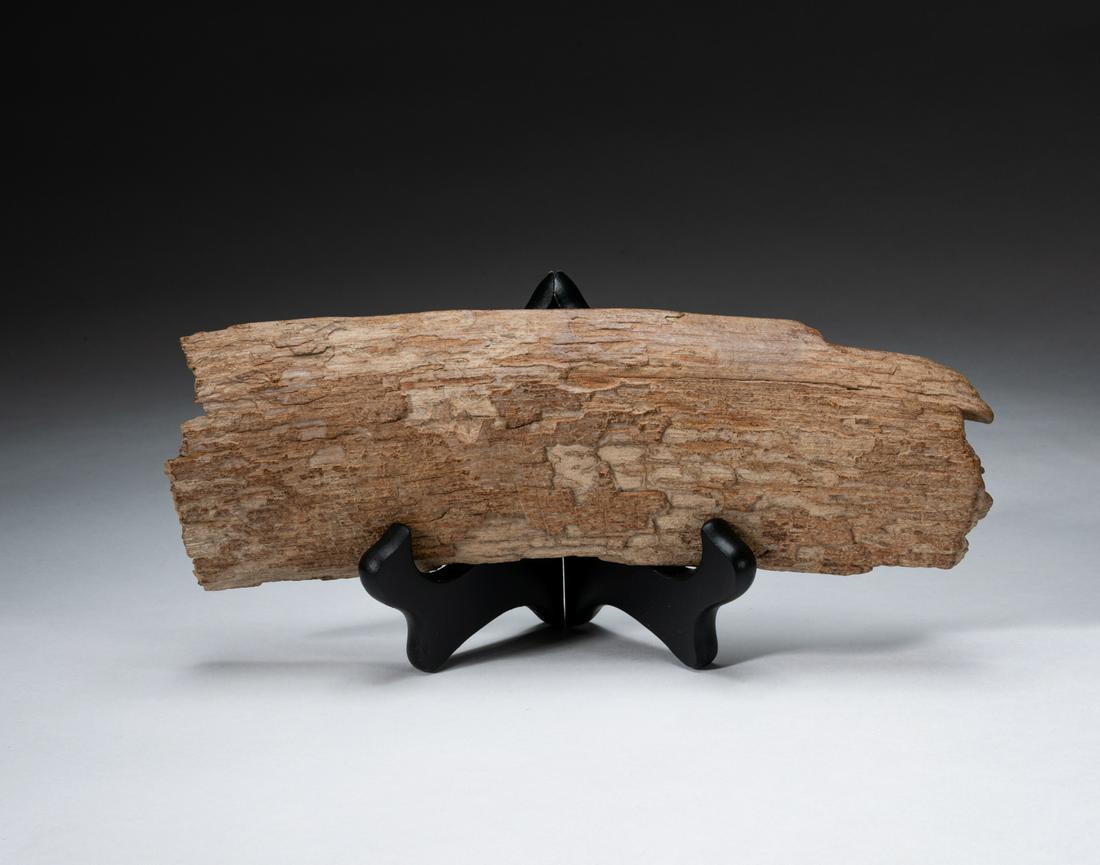 Collectible Fossilized Tooth Table Sculpture: Mammoths ruled the arctic during the last Ice Age. These scales are cuts of fossilized tusk, and are several hundred thousand years old. 8.75inch L, 3 inch W.